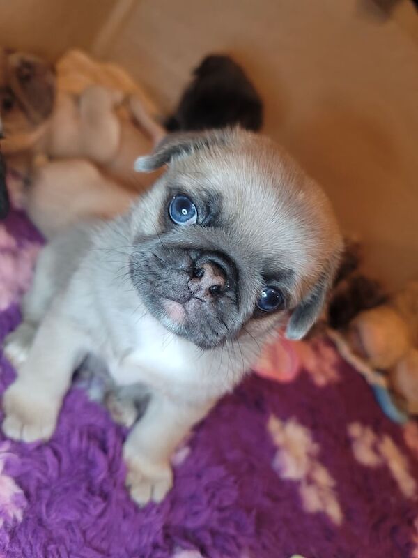 LAST 1! KC Unique Lilac Pug Boy! for sale in Keady, Armagh - Image 3