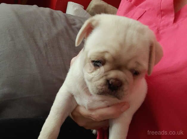 Last little boy looking for his forever home for sale in Deal, Kent - Image 5