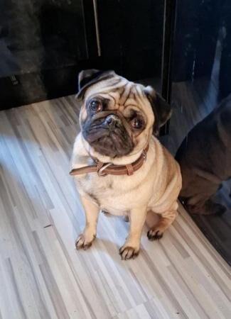 Loki the Pug - looking for forever home for sale in Leiston, Suffolk