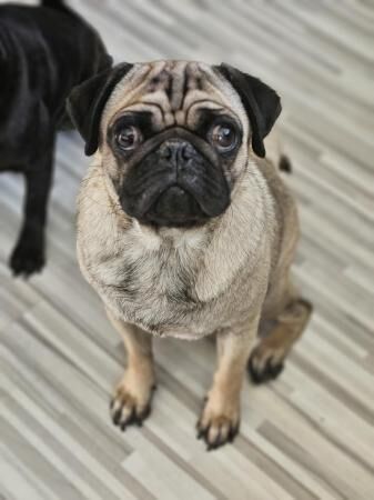 Loki the Pug - looking for forever home for sale in Leiston, Suffolk - Image 3