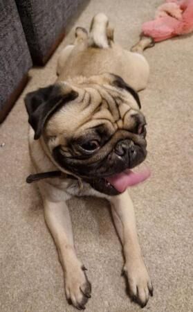 Loki the Pug - looking for forever home for sale in Leiston, Suffolk - Image 5