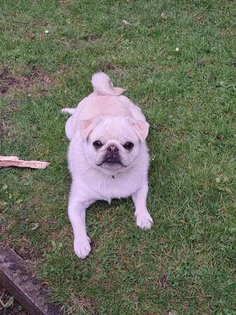 Lovely 1yr old pug for sale in Goole, East Riding of Yorkshire - Image 1