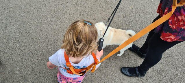 Lovely 1yr old pug for sale in Goole, East Riding of Yorkshire - Image 3