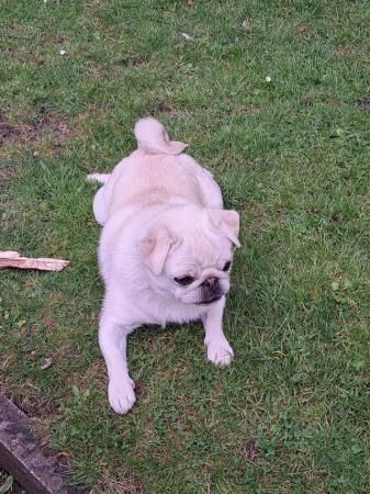 Lovely 1yr old pug for sale in Goole, East Riding of Yorkshire - Image 5