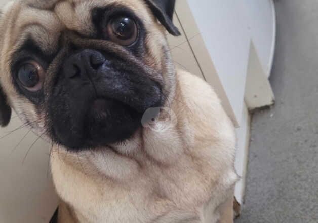 Lovely Male Pug for sale in Cleethorpes, Lincolnshire