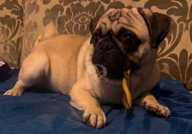 Lovely Male Pug for sale in Cleethorpes, Lincolnshire - Image 3