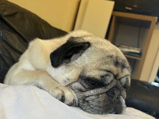 Lovely pug looking for his forever home for sale in Blackwood, North Lanarkshire