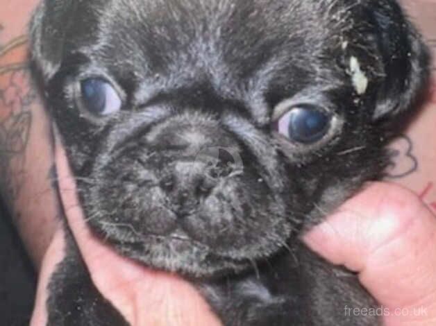 Male Black pug puppy for sale in Duns, Scottish Borders - Image 1