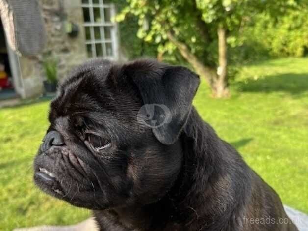 Male Black pug puppy for sale in Duns, Scottish Borders - Image 4