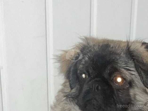 Male fluffy pug for sale in Huddersfield, West Yorkshire - Image 1