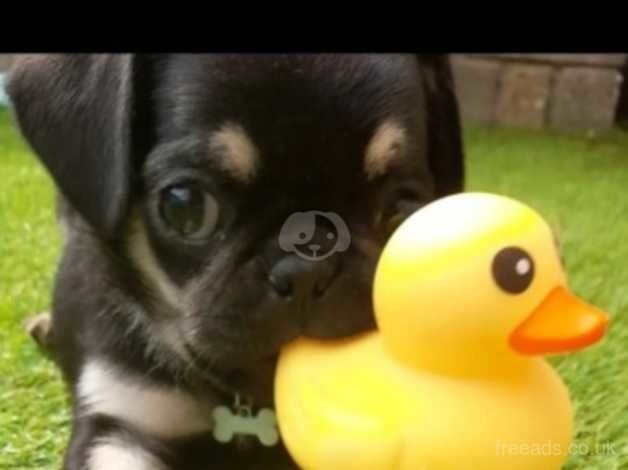 Male pug. Black and tan. KC Registered for sale in Walsall, West Midlands