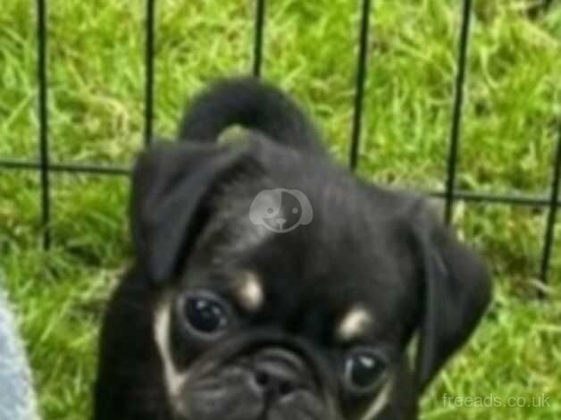 Male pug. Black and tan. KC Registered for sale in Walsall, West Midlands - Image 2