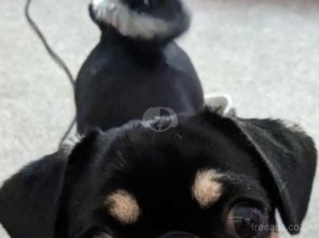 Male pug. Black and tan. KC Registered for sale in Walsall, West Midlands - Image 5