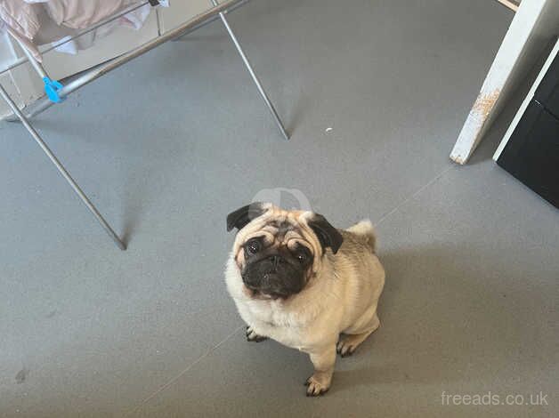 Male pug for sale in Bexley, Bexley, Greater London