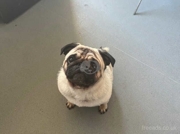 Male pug for sale in Bexley, Bexley, Greater London - Image 2