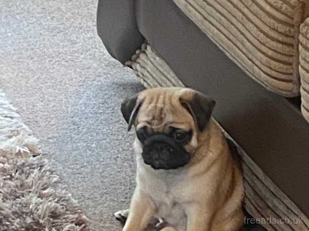 Male pug for sale in Darwen, Lancashire