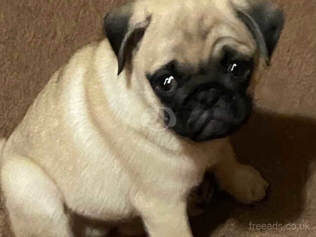 Male pug for sale in Darwen, Lancashire - Image 3