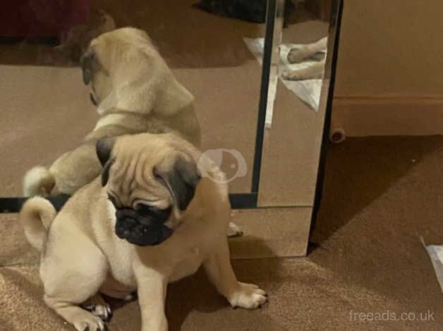 Male pug for sale in Darwen, Lancashire - Image 4