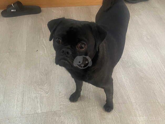 Male pug for sale in Hailsham, East Sussex