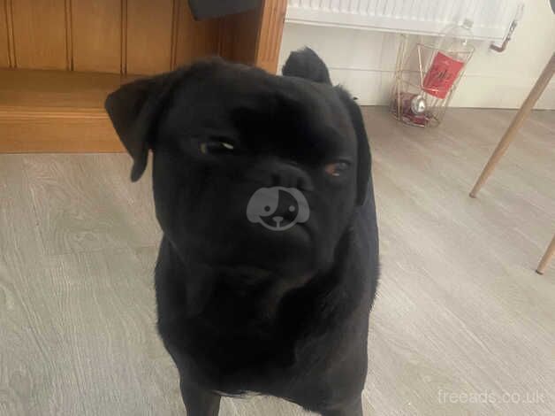 Male pug for sale in Hailsham, East Sussex - Image 2