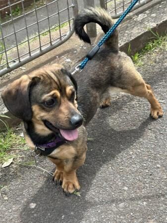 Male Pug x sausage dog needs new home for sale in Exeter, Devon