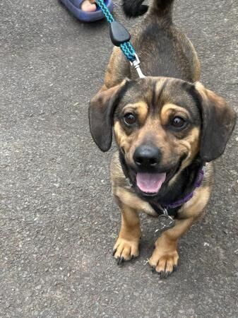 Male Pug x sausage dog needs new home for sale in Exeter, Devon - Image 2