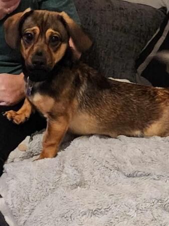 Male Pug x sausage dog needs new home for sale in Exeter, Devon - Image 3