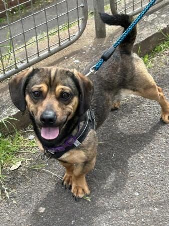 Male Pug x sausage dog needs new home for sale in Exeter, Devon - Image 4