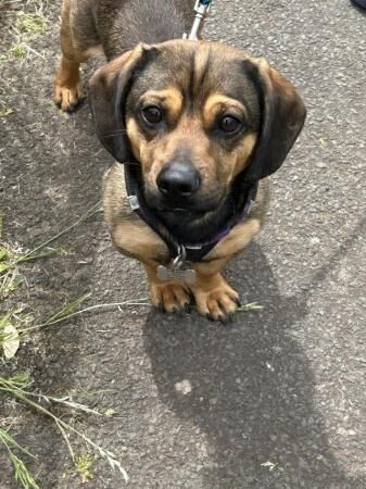 Male Pug x sausage dog needs new home for sale in Exeter, Devon - Image 5