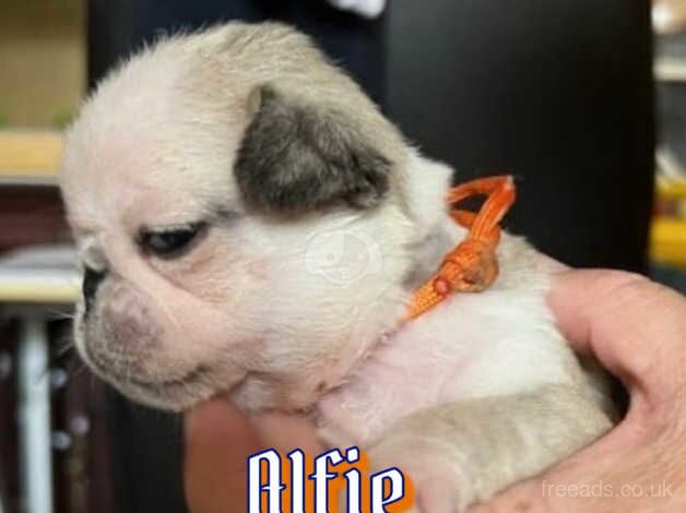 Male Silver/fawn Panda pug puppy for sale in Duns, Scottish Borders - Image 1