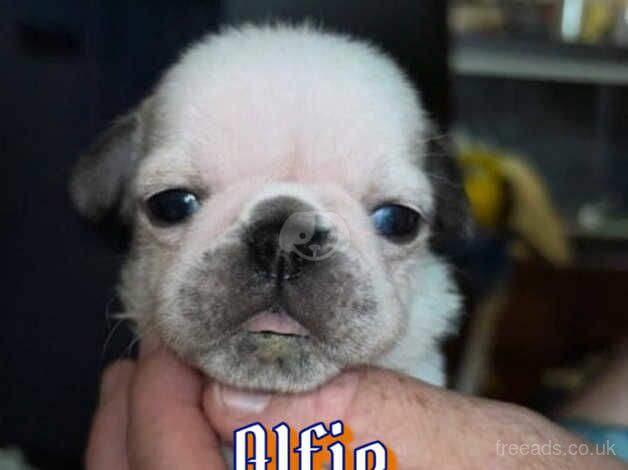 Male Silver/fawn Panda pug puppy for sale in Duns, Scottish Borders - Image 2