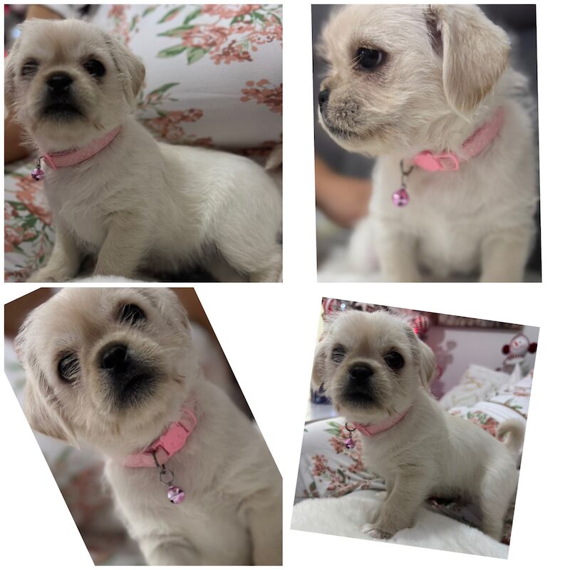 Malti-pug (Maltese and Pug Cross) for sale in Derby, Derbyshire - Image 3