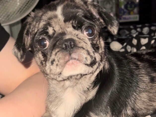 Merle pug carrying pink for sale in Wigan, Greater Manchester - Image 1