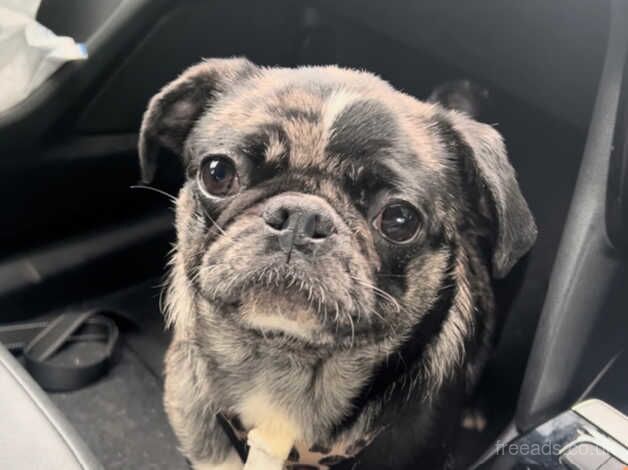 Merle pug carrying pink for sale in Wigan, Greater Manchester - Image 2