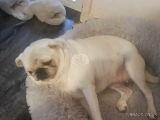 Misty female pug for sale in Bradford, West Yorkshire