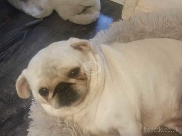 Misty female pug for sale in Bradford, West Yorkshire - Image 2