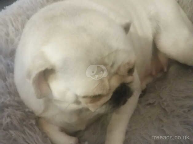 Misty female pug for sale in Bradford, West Yorkshire - Image 5