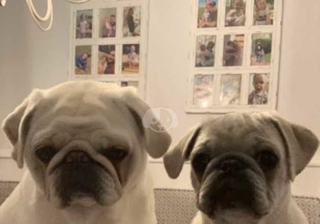 Mother and daughter pug for sale in Lymington, Hampshire