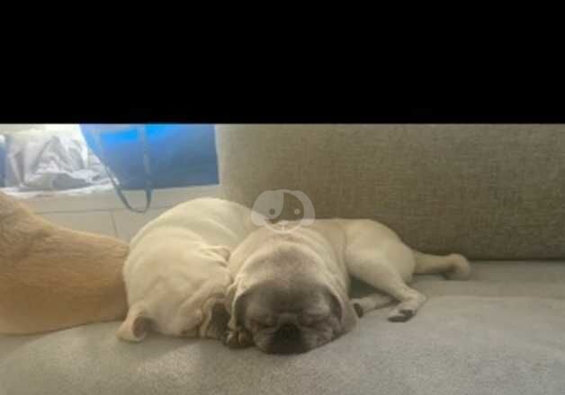 Mother and daughter pug for sale in Lymington, Hampshire - Image 2