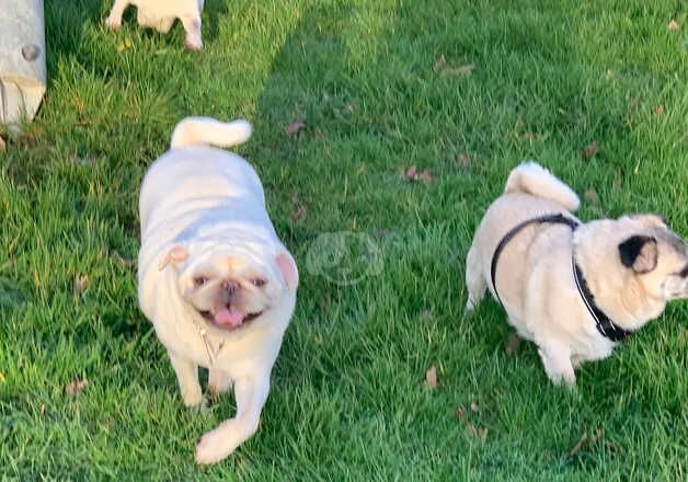 Mother and daughter pug for sale in Lymington, Hampshire - Image 4