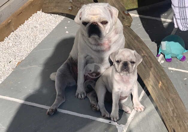 Mother and daughter pug for sale in Lymington, Hampshire - Image 5