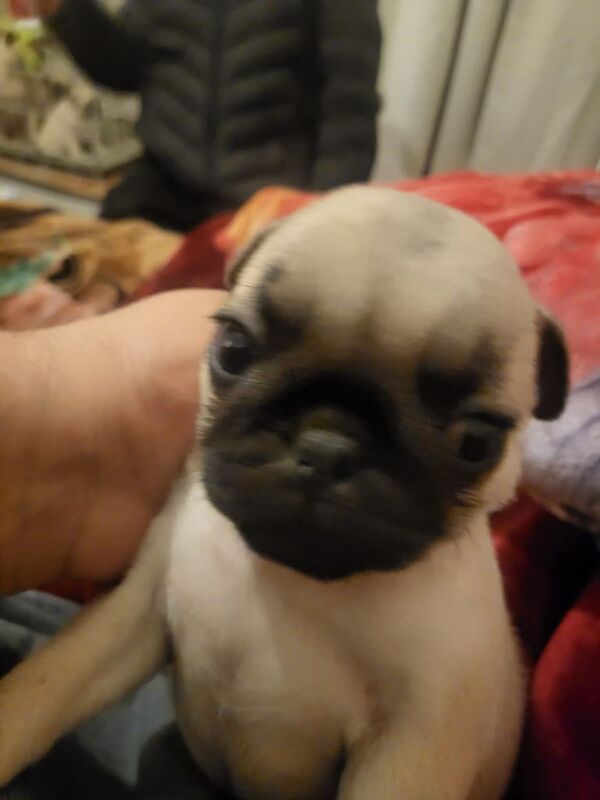 My Oreos Pups for sale in London, City of London, Greater London