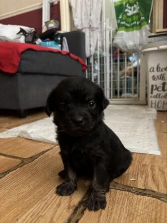 Newfypoo X Pug Puppies for sale in Bexley for sale in Belvedere, West Lothian