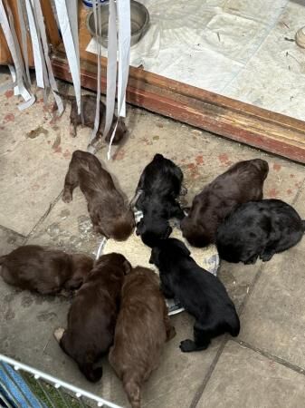 Newfypoo X Pug Puppies for sale in Bexley for sale in Belvedere, West Lothian - Image 3