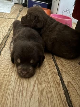 Newfypoo X Pug Puppies for sale in Bexley for sale in Belvedere, West Lothian - Image 4