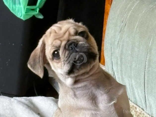 Pugs for sale in Newbury, Berkshire