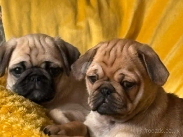 NO FRILLS ...JUST PUGS for sale in Newbury, Berkshire - Image 4