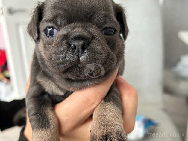 Pug Puppies for sale in Fermanagh