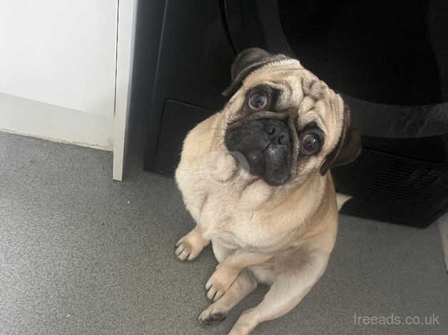 One year old boy pug for sale in Cleethorpes, Lincolnshire