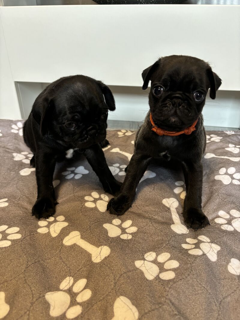 Only 1 left now rare charcoal Beautiful KC Reg pug puppies health tested parents for sale in Staffordshire - Image 11